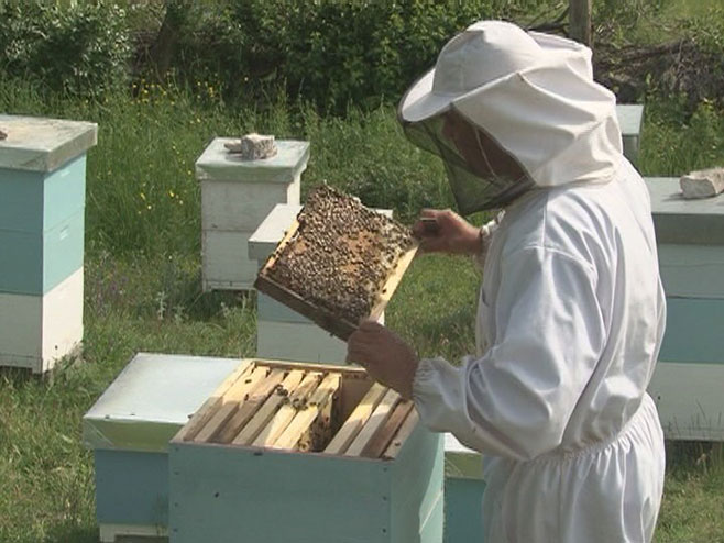 Darko Papić- pčelar iz Bileće - Foto: RTRS