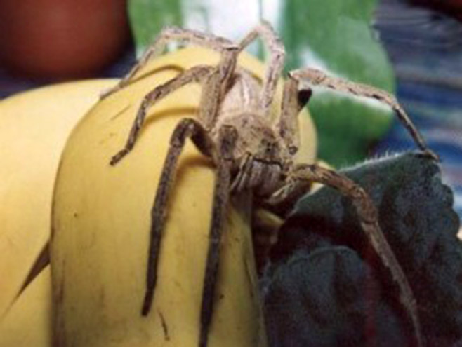 Najotrovniji pauk na svijetu (Foto: arachnipedia.wikia.com) - 