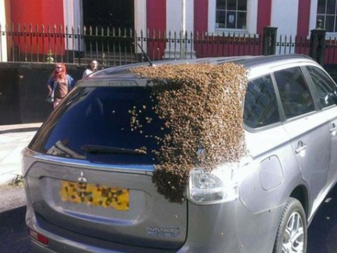 Roj pčela na automobilu (Foto: Tim Moses) - 