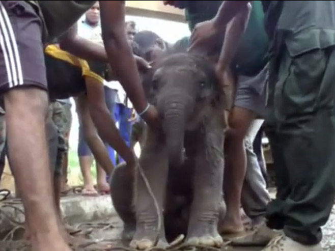 Spasioci izvukli slonče iz šahta - Foto: Screenshot/YouTube