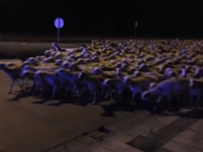 Ovce pobjegle pastirima u grad - Foto: Screenshot/YouTube