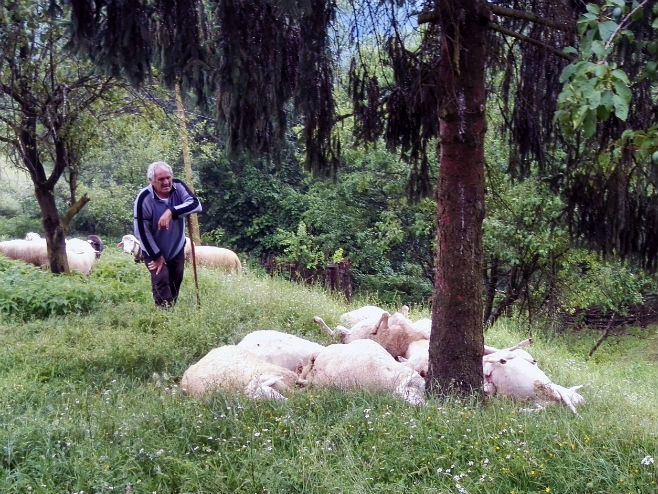 Milići: Grom ubio ovce - Foto: SRNA