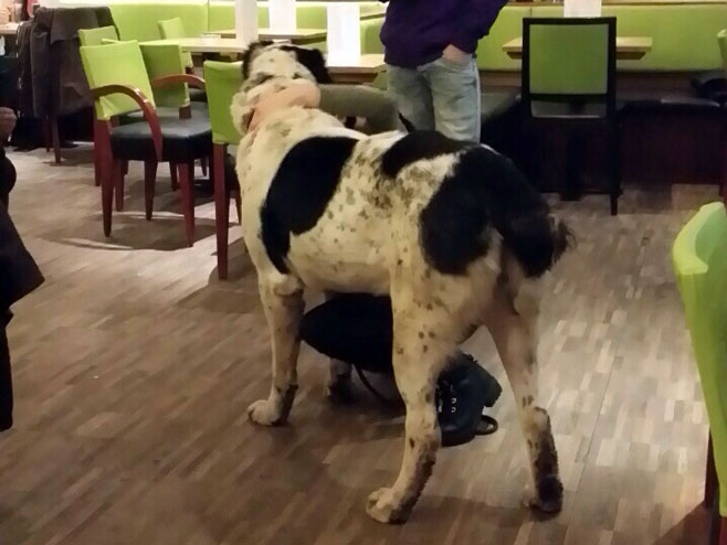 Pas u kafićima - Foto: RTRS