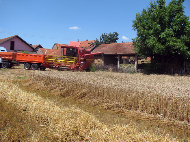 Žetva pšenice - Foto: SRNA