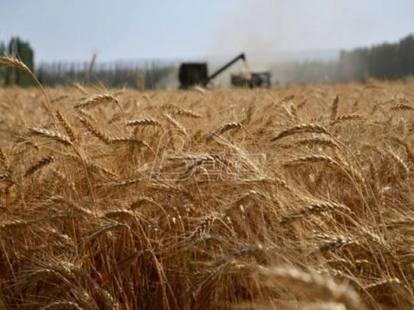 Žetva pšenice - Foto: ilustracija