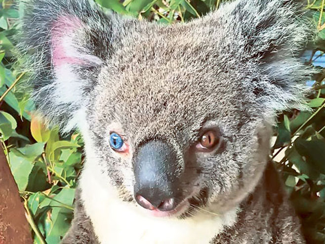 Koala sa šarenim očima ((Foto: Australijski zoo-vrt) - 