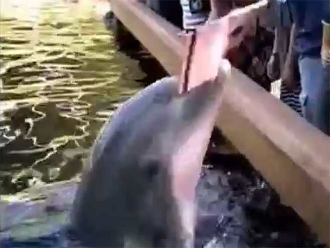 Delfin oteo „ajped“ posetiteljki akva-parka - Foto: Screenshot/YouTube
