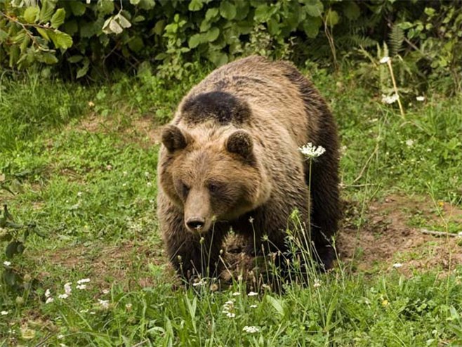 Medvjed - Foto: ilustracija