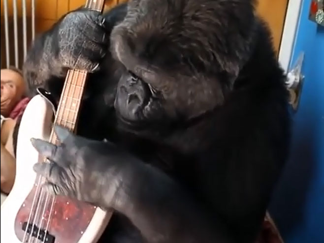 Gorila Koko zasvirala s basistom Pepersa - Foto: Screenshot/YouTube
