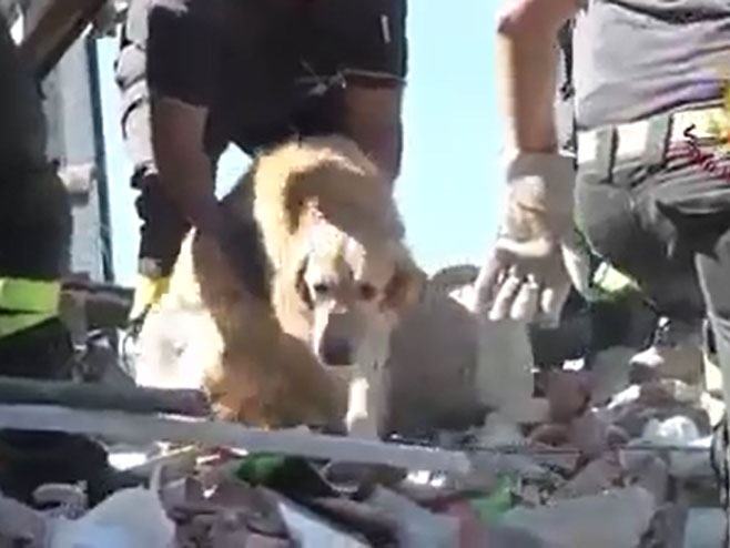 Pas  preživio devet dana ispod ruševina - Foto: Screenshot/YouTube