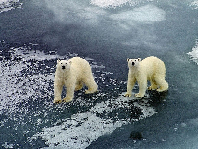 Polarni medvjedi (foto:  © Lev Fedoseev/TASS) - 
