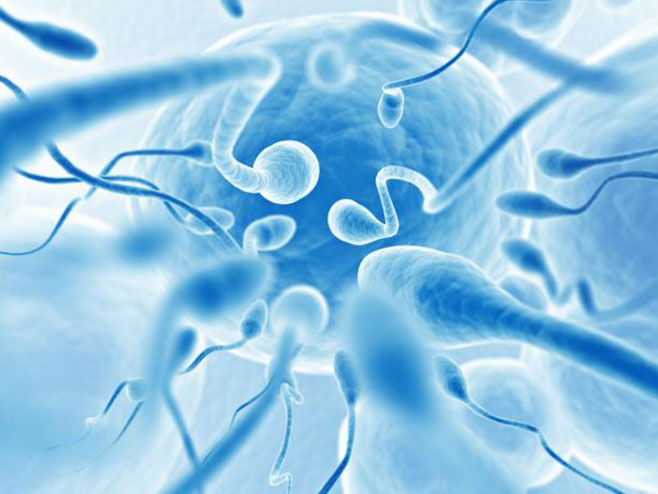 Mobilni oštećuje spermatozoide - Foto: Screenshot