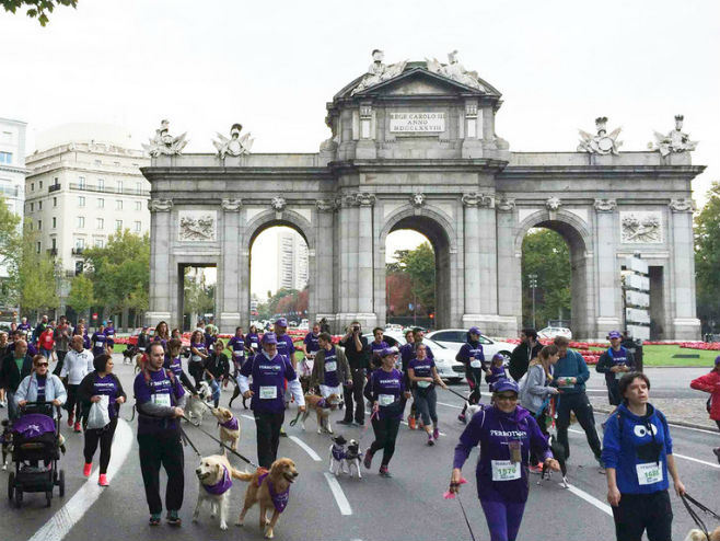 Madrid-maraton za pse (Foto: stilo.es) - 