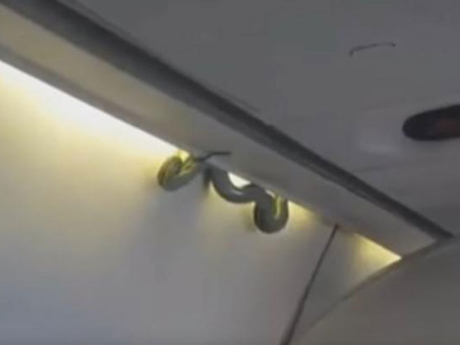 Zmija u avionu - Foto: Screenshot/YouTube