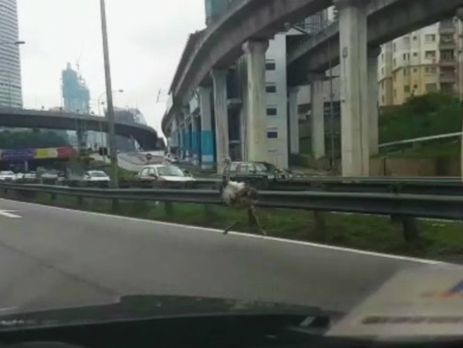 Noj trči autoputem - Foto: Screenshot/YouTube