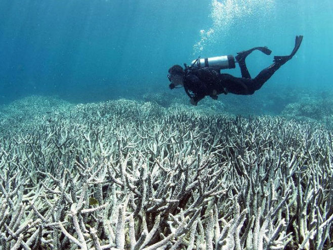 Odumrlo 67 odsto korala na severnom dijelu Velikog grebena - Foto: RTS