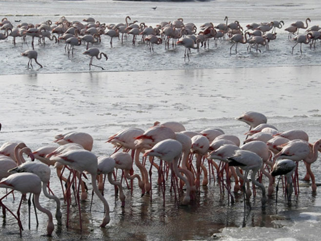 Flamingosi          (Foto:www.visil.ulcinj.com) - 