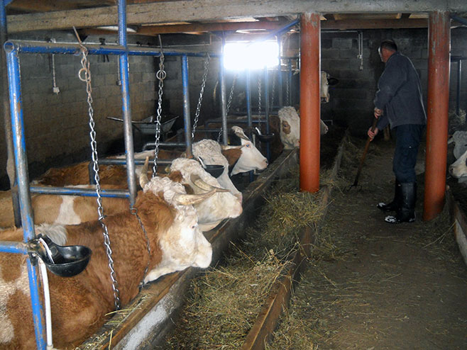 Farma - proizvodnja mlijeka - Foto: SRNA