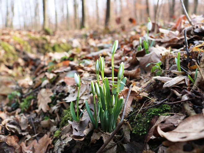 Procvjetale visibabe, prvi vijesnici proljeća - Foto: SRNA