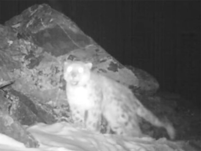 Snježni leopard - Foto: Screenshot/YouTube
