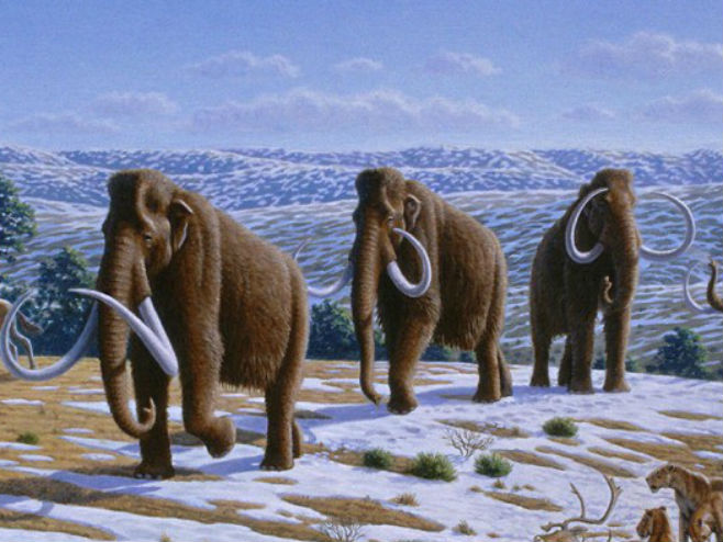 Runasti mamut (Foto: a-z-animals.com) - 