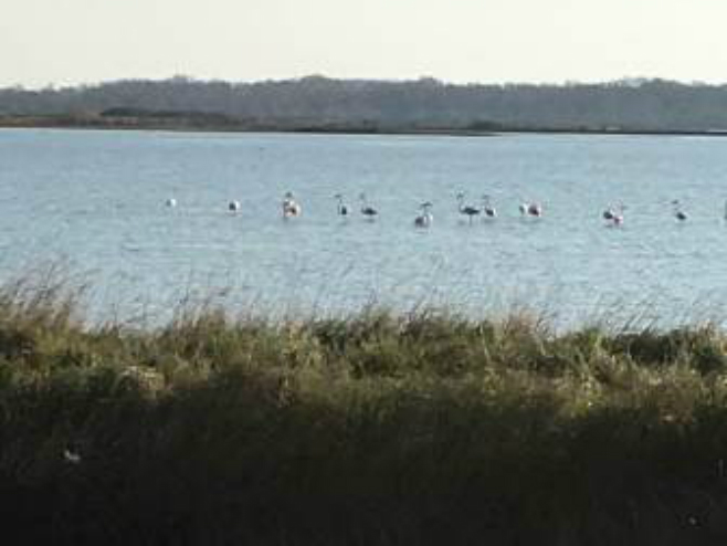 Na ulcinjskoj "Solani" 350 flamingosa (Foto: nparkovi.me) - 