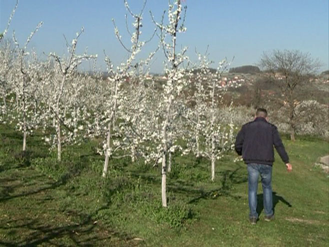 Zbog naglog zahlađenja i mogućeg mraza ugrožene rane voćne vrste (VIDEO)