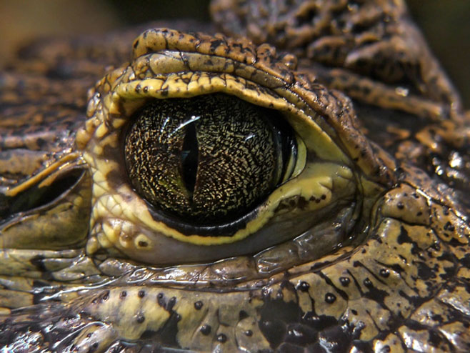 Krokodil   (Foto:nationalgeographic) - 