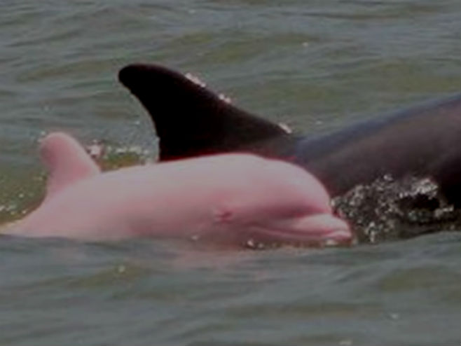 Rozi delfin - Foto: Screenshot/YouTube