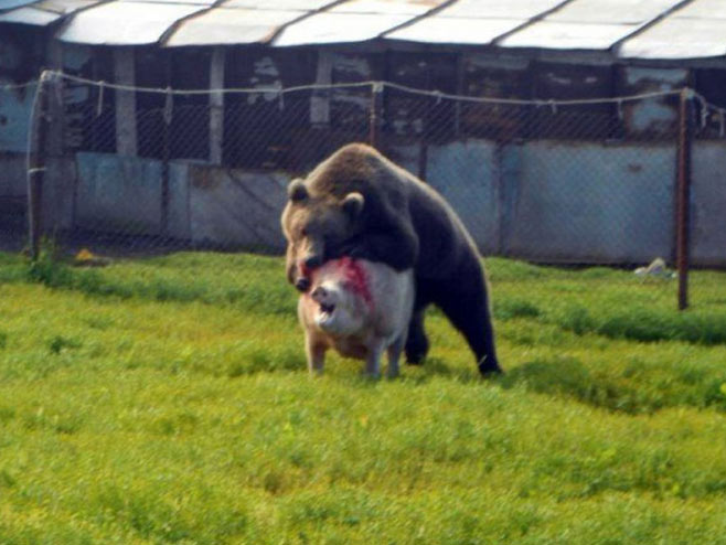 Medvjed napada svinju - Foto: ilustracija