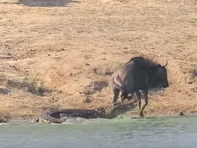 Krokodil i gnu u borbi za život - Foto: Screenshot/YouTube