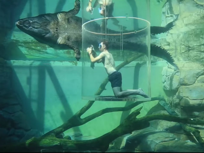 Plivanje sa krokodilima - Foto: Screenshot/YouTube