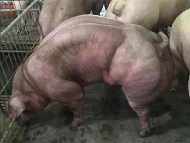 Genetski modifikovana svinja - Foto: Screenshot
