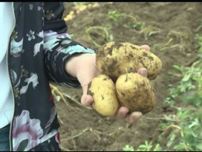 Nevesinjski krompir - Foto: RTRS