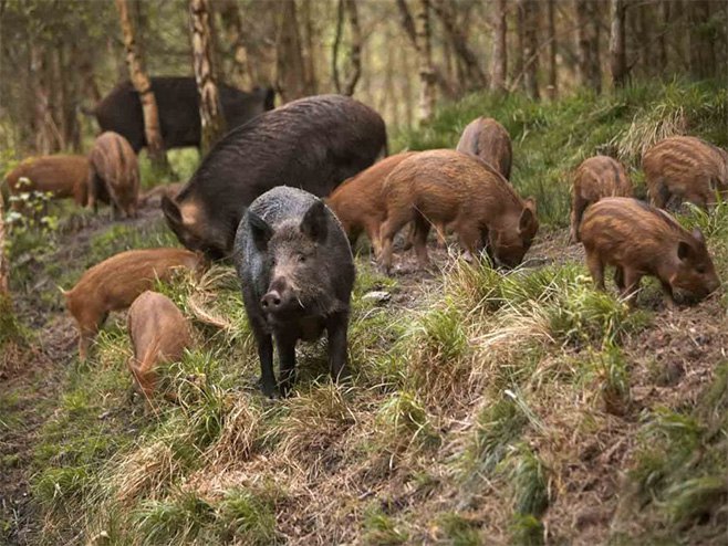 Divlje svinje (Foto: ilustracija) - 