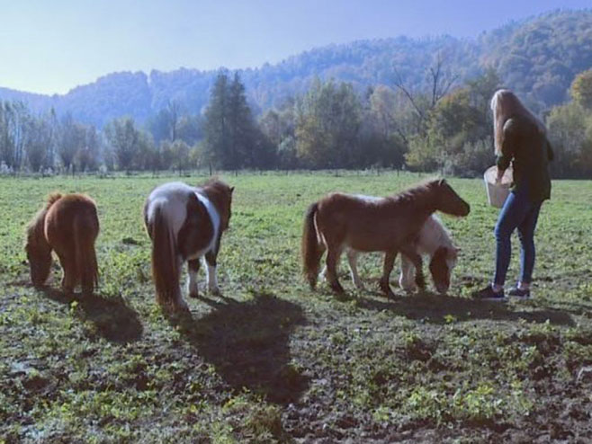 Prijedor: Ergela poni konja - Foto: RTRS
