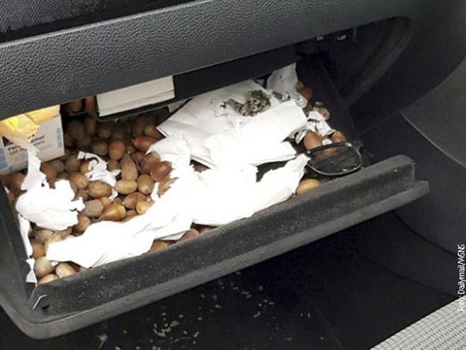 Dok je bio na odmoru vjeverice mu u automobilu napravile špajz - Foto: RTS