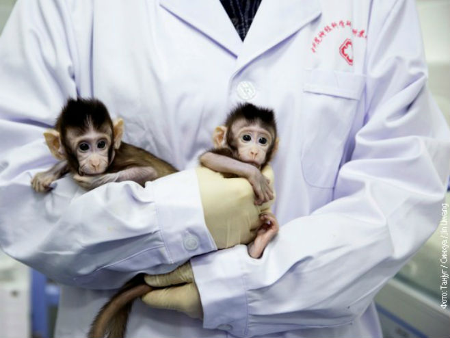 Kineski naučnici klonirali majmune - Foto: TANЈUG