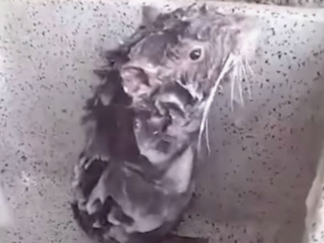 Miš koji se kupa - Foto: Screenshot/YouTube