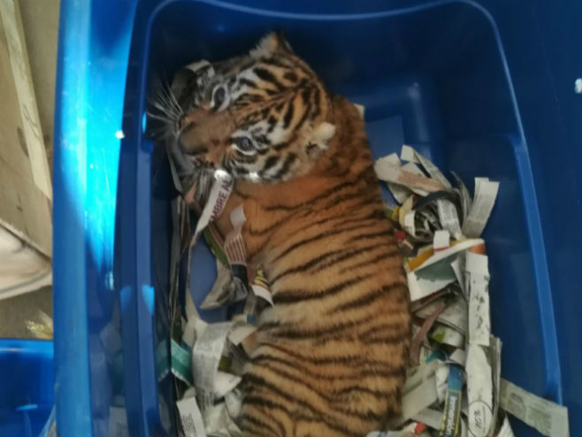 Meksički inspektori pronašli su mladunče tigra u paketu (Foto: Especial) - 