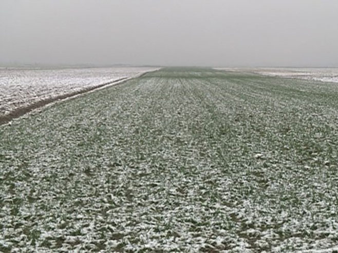 Usjevi pod snijegom - Foto: RTRS