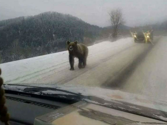 Medvjed šeta putem po Grmeču - Foto: nezavisne novine