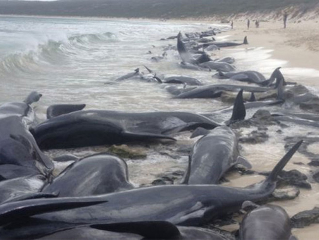 Na obali Australije nasukano 150 pilot-kitova (Foto: WAG) - 