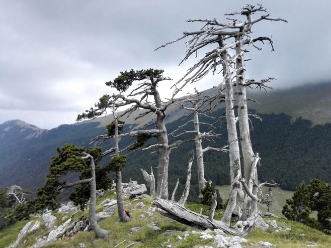 Najstarije drvo u Evropi (Foto:natgeo.com/Gianluca Piovesan) - 