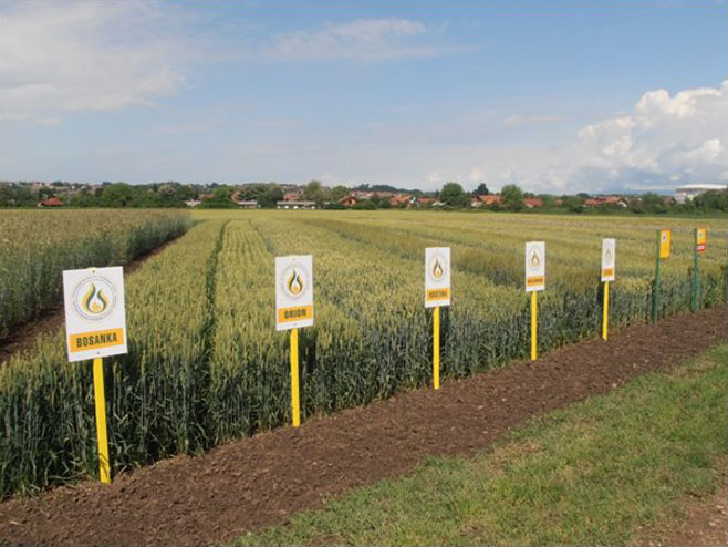 Ogledna polja (foto: Poljoprivredni institut Srpske) - 