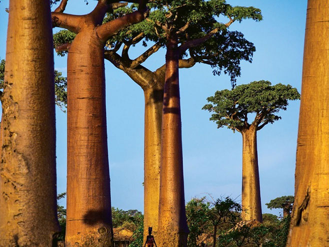 Drvo baobab (Foto: novasloboda.ba) - 