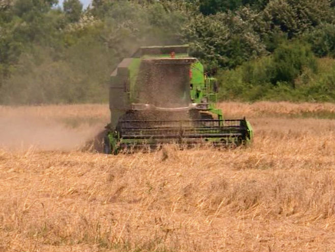 Žetva pšenice - Foto: RTRS