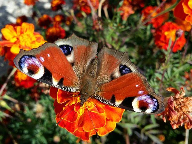 Leptir na cvijetu - Foto: RTRS