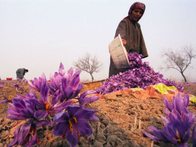 Uzgoj začinskog šafrana u Avganistanu (Foto: DW) - 