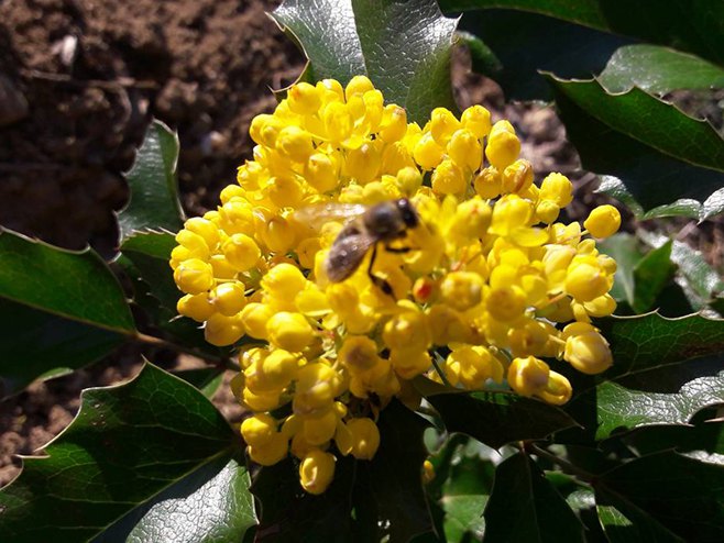 Pčela - Foto: RTRS